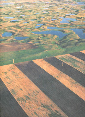 The contrast between native pothole regions and the agricultural landscape that has replaced the majority of it