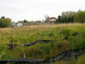 Reed Canarygrass infestation of a small wetland in Lewis and Clark County, Montana