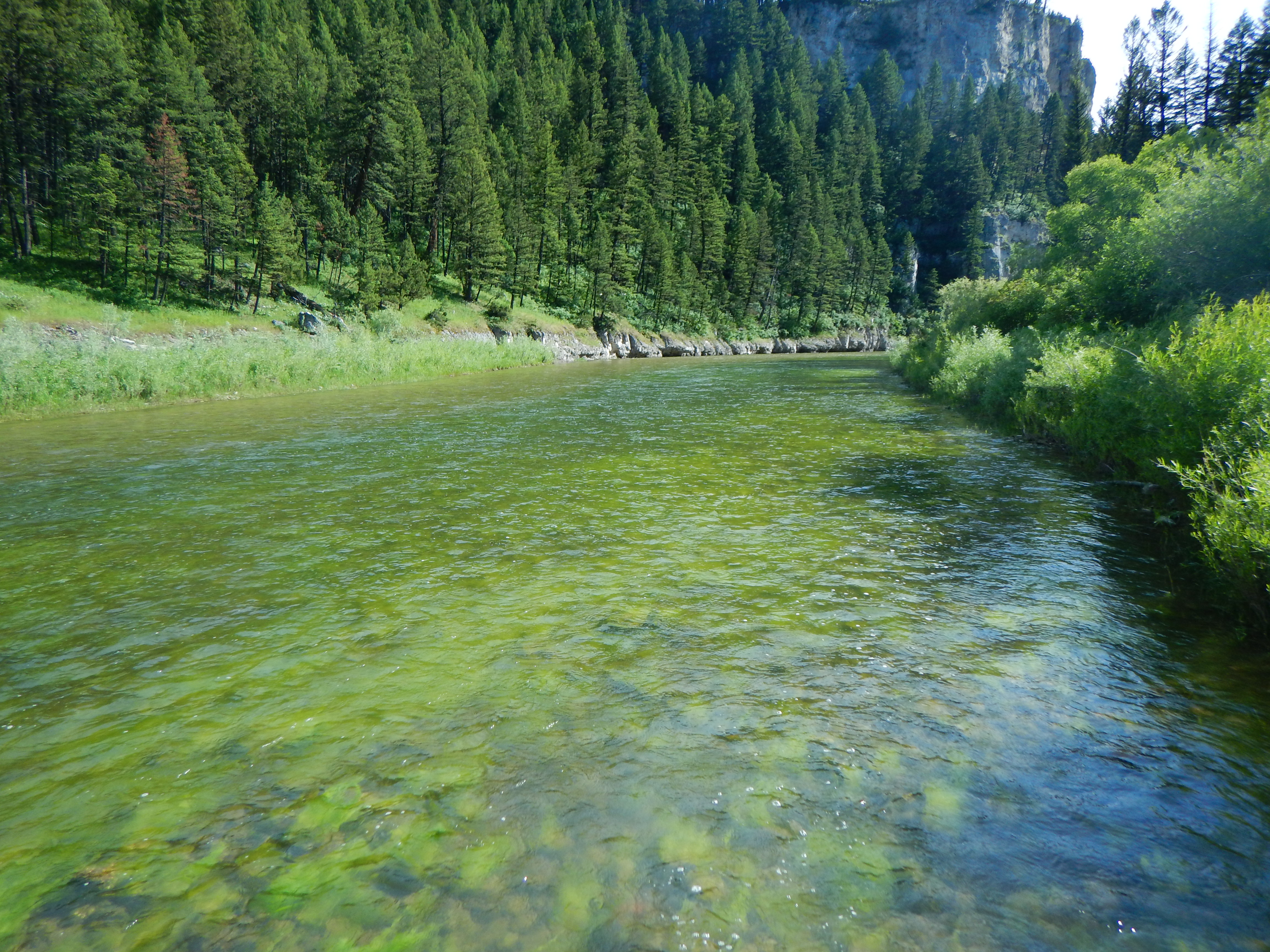 A photo of the Smith River with visible green algae on the streambed.